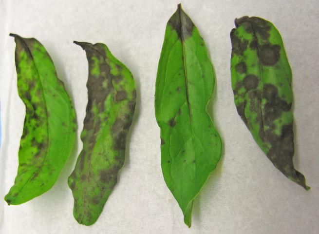 Figure 3. Anthracnose leaf spot of pomegranate caused by Colletotrichum spp.